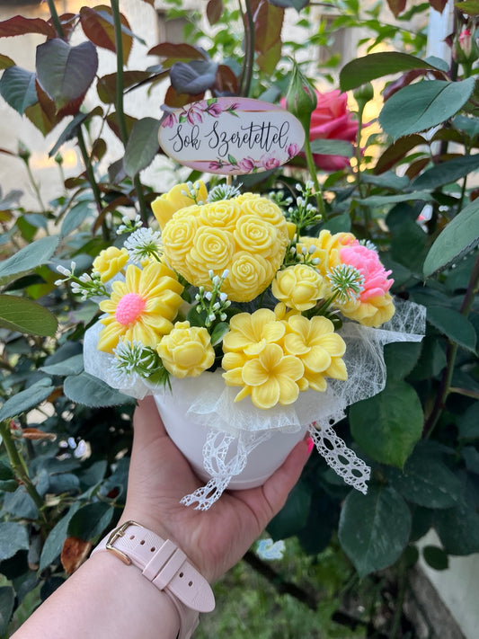 Sunshine Hoya Box 🌼💛
